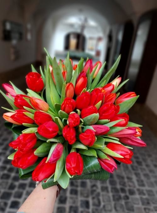 50 szál tulipán